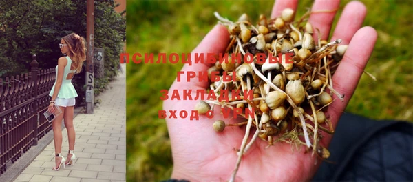 хмурый Белокуриха